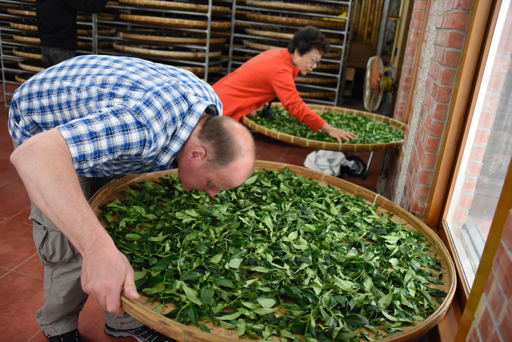 Oolong Teeseminar2024: Was ist ein Formosa Oolong?