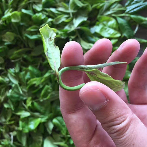 2025 Pu Er Teeseminar "Lagerung"